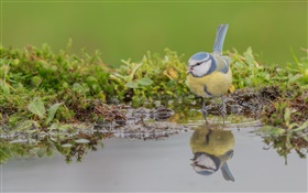 Blue tit, bird close-up, water reflection HD wallpaper