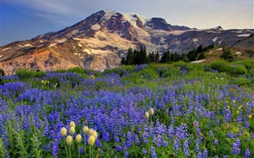 Blue wildflowers, mountains
