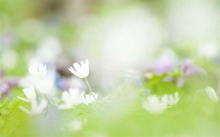 Blur background, white flowers photography Wallpapers Pictures Photos Images