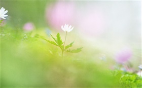 Blur photography, white flower HD wallpaper