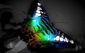 Butterfly macro, blue black colors HD wallpaper