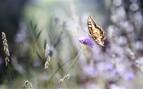 Butterfly, purple flower, bokeh, summer