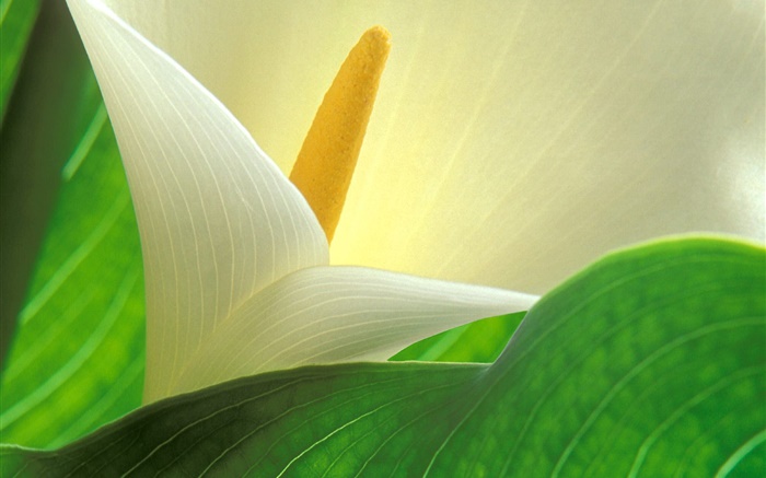 Calla lily petals macro photography Wallpapers Pictures Photos Images