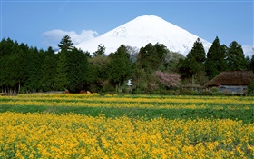 Canola flowers field, trees, Mount Fuji, Japan HD wallpaper