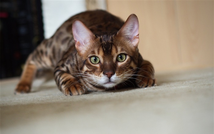 Cat sneaks to look Wallpapers Pictures Photos Images