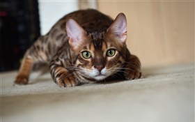Cat sneaks to look HD wallpaper