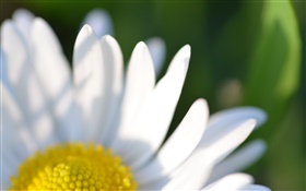 Chamomile flower white petals macro photography HD wallpaper
