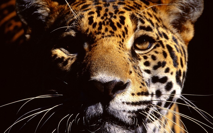 Cheetah face close-up photography Wallpapers Pictures Photos Images