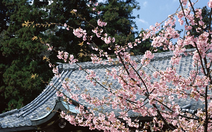 Cherry blossom, park, Tokyo, Japan Wallpapers Pictures Photos Images