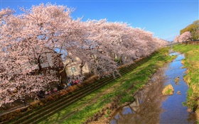 Cherry flowers, bloom, canal, house, spring HD wallpaper