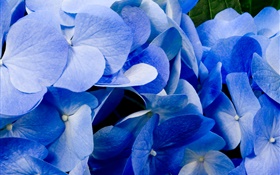 Close-up of blue hydrangea HD wallpaper