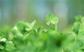 Closeup green shamrock HD wallpaper