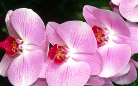 Closeup of butterfly orchids, pink petals HD wallpaper