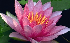 Closeup of lotus, pink petals, water drops, after rain HD wallpaper