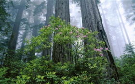 Coast Redwood, rhododendron, Redwood National Park, California, USA HD wallpaper