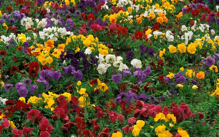 Colorful orchids Wallpapers Pictures Photos Images