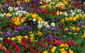 Colorful orchids HD wallpaper