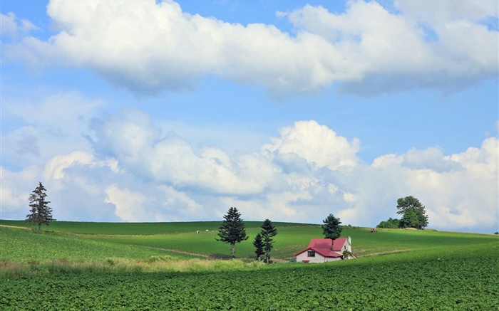 Countryside, fields, summer, Hokkaido, Japan Wallpapers Pictures Photos Images