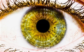 Creative pictures, yellow eye, pupil HD wallpaper