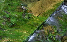 Creek, moss, water HD wallpaper