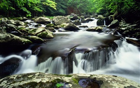 Creek, stones, bush HD wallpaper