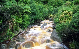 Creek, stones, shrub, green HD wallpaper