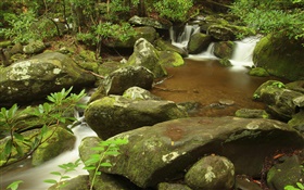 Creek, summer, Great Smoky Mountains National Park, Tennessee, USA HD wallpaper