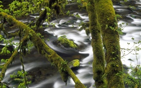 Creek, water, tree, green moss HD wallpaper