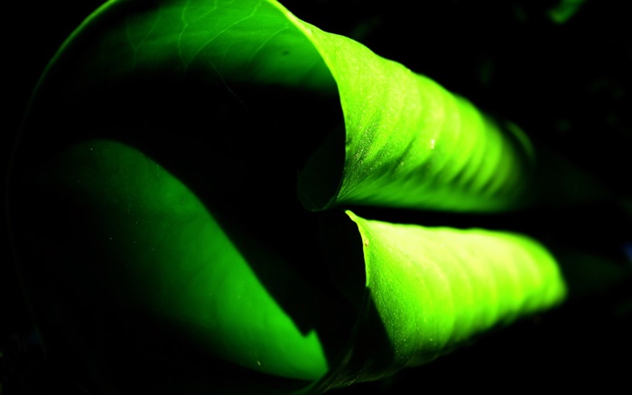 Curly green leaf close-up Wallpapers Pictures Photos Images