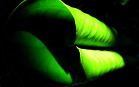 Curly green leaf close-up HD wallpaper