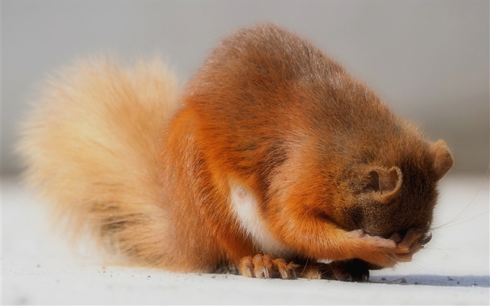 Cute animals, squirrel, paws Wallpapers Pictures Photos Images