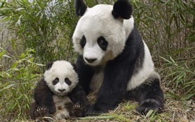 Cute panda, mother and cub HD wallpaper