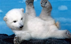 Cute white polar bear cub HD wallpaper
