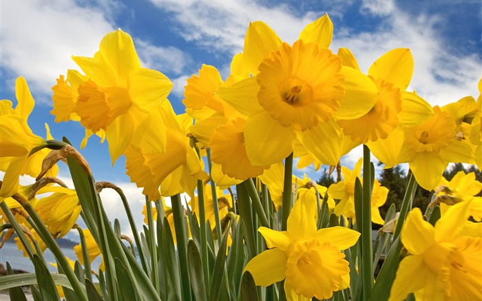 Daffodils, yellow petals, blue sky and white clouds Wallpapers Pictures Photos Images