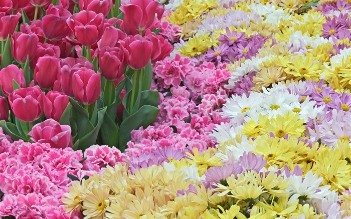 Daisy and tulip flowers Wallpapers Pictures Photos Images