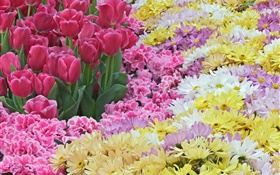 Daisy and tulip flowers HD wallpaper