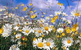 Daisy flowers, white petals, blue sky