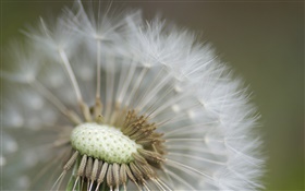 Dandelion close-up photography HD wallpaper