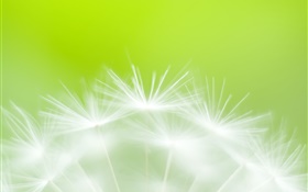 Dandelion flowers close-up, green background HD wallpaper