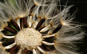 Dandelion flowers tentacles close-up HD wallpaper