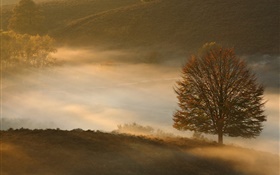 Dawn, tree, grass, mist HD wallpaper