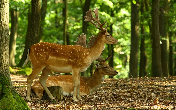 Deer, horns, forest, trees Wallpapers Pictures Photos Images
