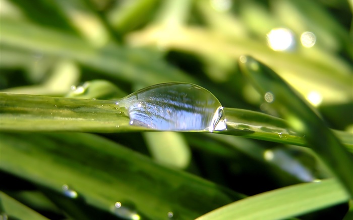 Dew, grass, bokeh Wallpapers Pictures Photos Images