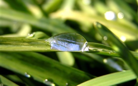 Dew, grass, bokeh HD wallpaper