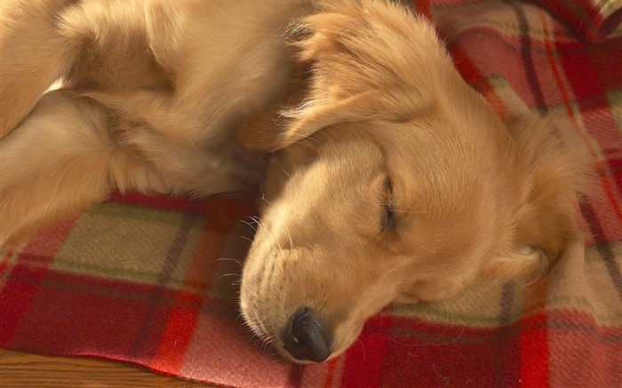 Dog sleeping Wallpapers Pictures Photos Images