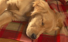 Dog sleeping HD wallpaper