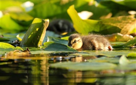 Duckling in water, leaves HD wallpaper