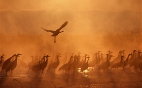 Dusk, birds, sunset HD wallpaper