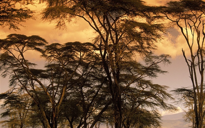 Dusk scenery, trees Wallpapers Pictures Photos Images