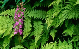 Ferns and Flowers HD wallpaper